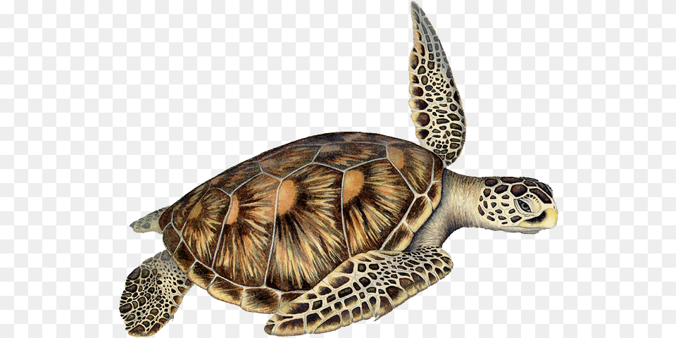 Loggerhead Sea Turtle Clip Art, Animal, Reptile, Sea Life, Sea Turtle Png Image