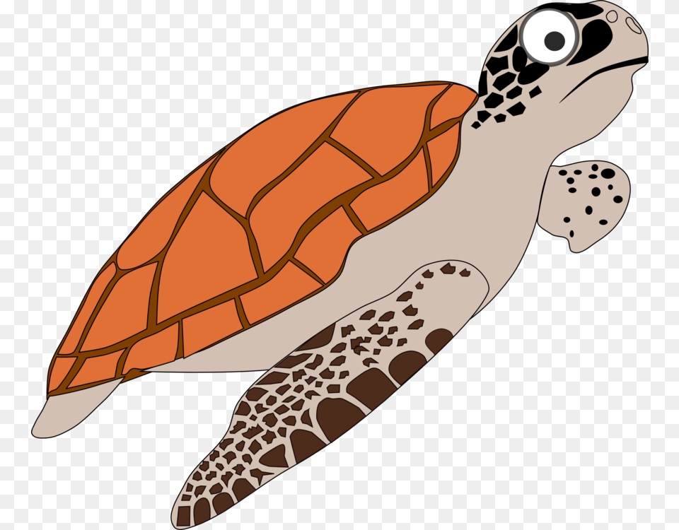 Loggerhead Sea Turtle Green Sea Turtle Reptile, Animal, Sea Life, Sea Turtle, Tortoise Free Png