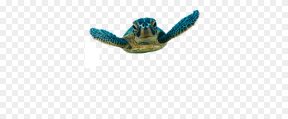 Loggerhead Sea Turtle Transparent Images, Animal, Reptile, Sea Life, Sea Turtle Free Png
