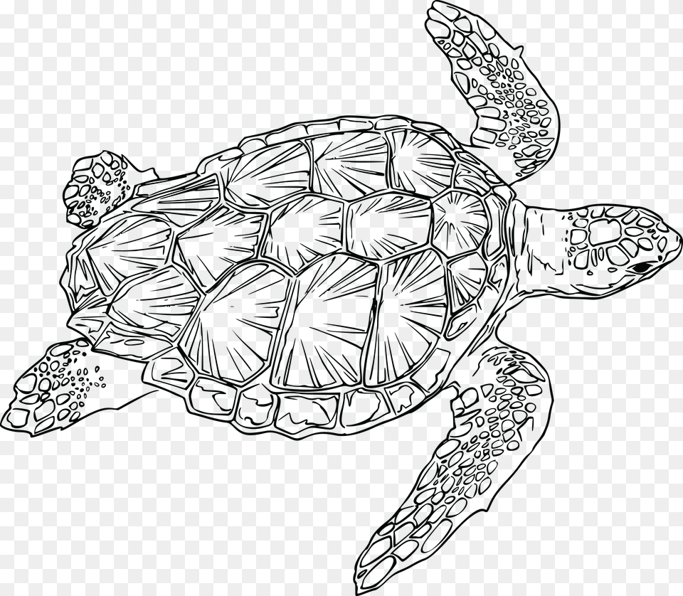 Loggerhead Turtle Clip Arts Sea Turtle Line Art, Animal, Reptile, Sea Life, Sea Turtle Free Transparent Png