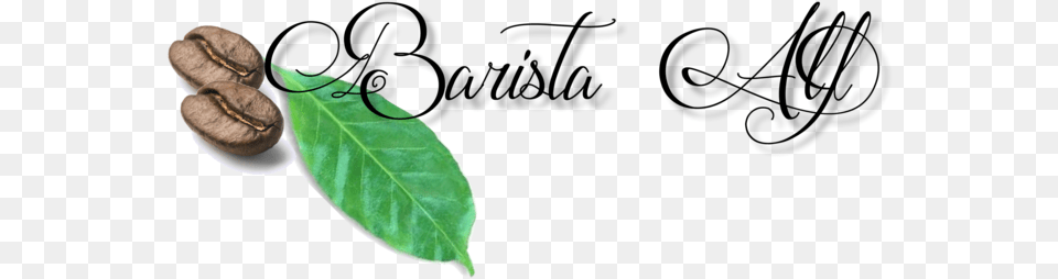 Logo Barista Hojas De Cafe Logo, Leaf, Plant, Food, Nut Free Png
