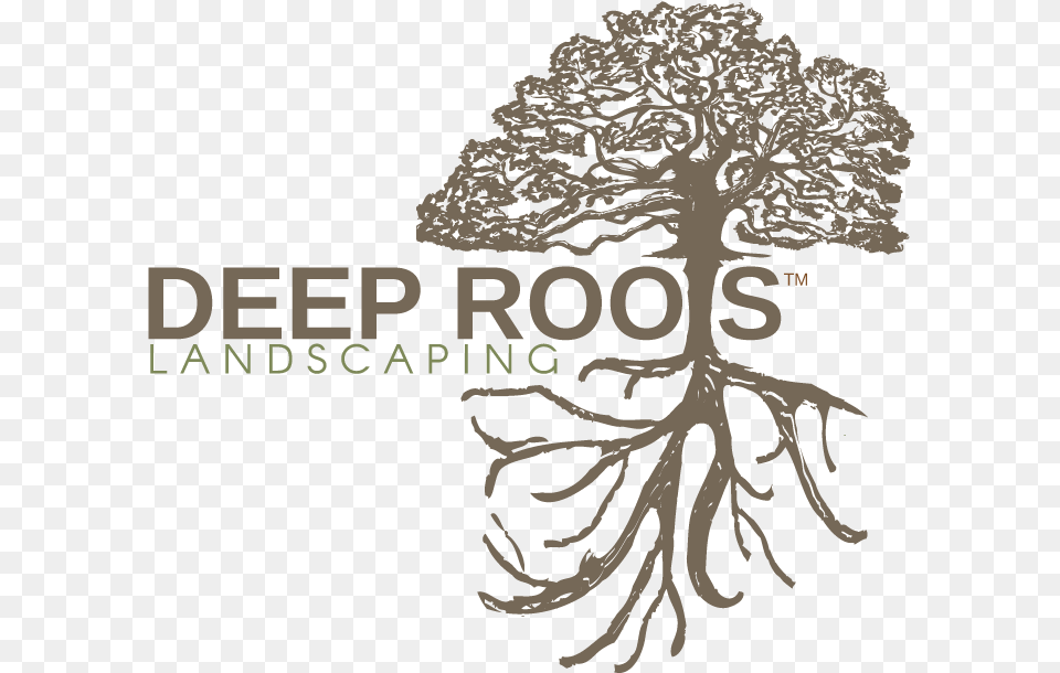 Logo Color Finalweb Tree, Plant, Root, Person Png Image