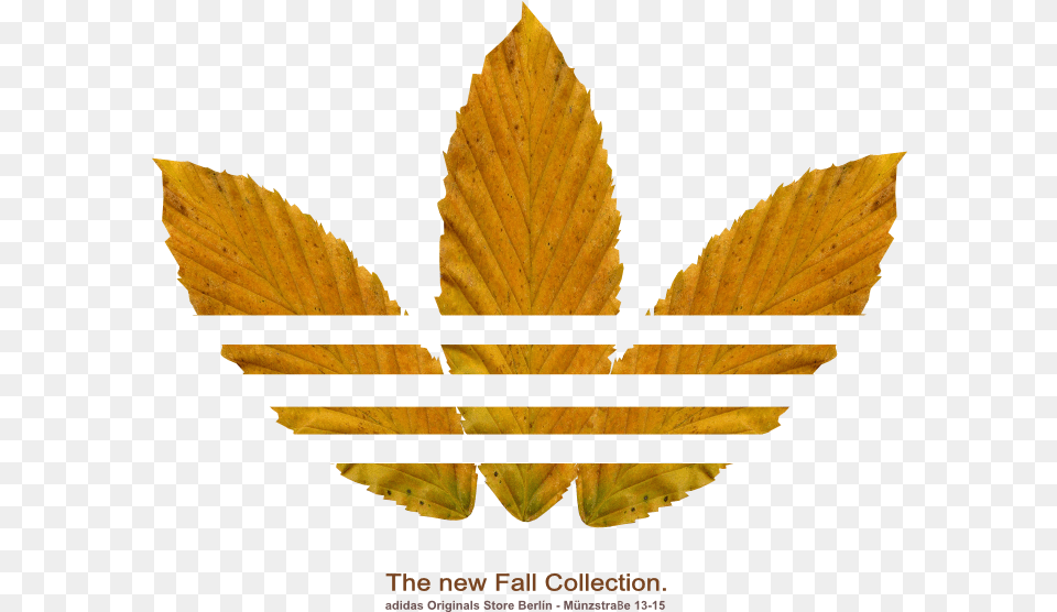 Logo De Adidas Logo Adidas, Leaf, Plant, Tree Free Png