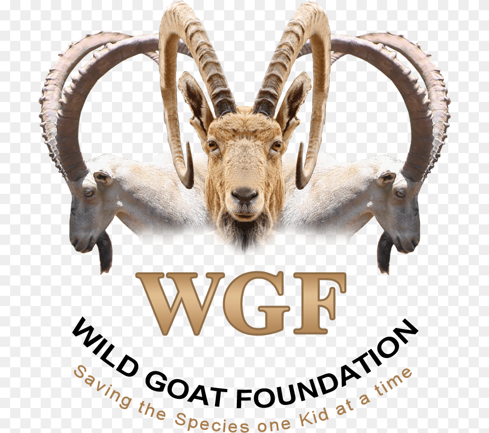 Logo Design By M79 For Wild Goat Foundation Mountain Goat, Animal, Antelope, Mammal, Wildlife Free Transparent Png