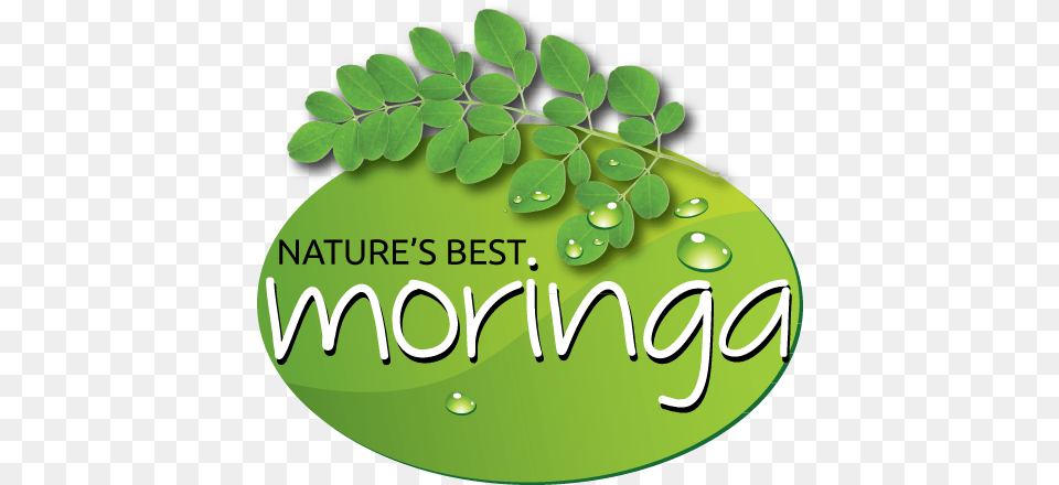 Logo Design Moringa Miracle Ear, Green, Herbal, Herbs, Leaf Png Image