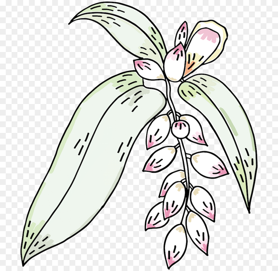 Logo Fv Clr Copy Illustration, Flower, Plant, Petal, Art Png