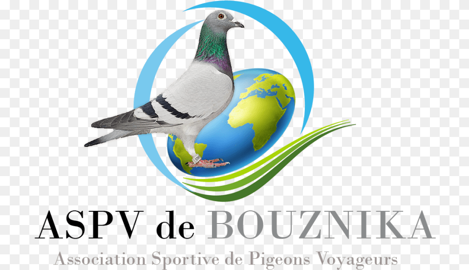 Logo Graphic Design, Animal, Bird, Pigeon, Dove Png