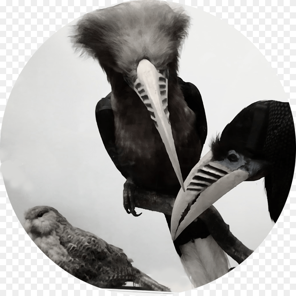 Logo Hooded Skunk, Animal, Beak, Bird Free Png
