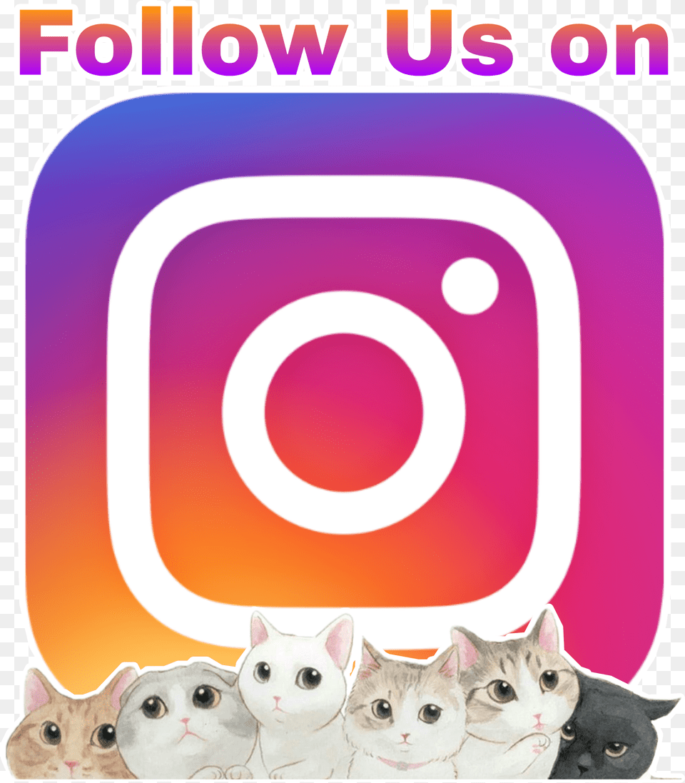 Logo Instagram Follow Logoinstagram Cat Wallpaper, Animal, Mammal, Pet, Number Png
