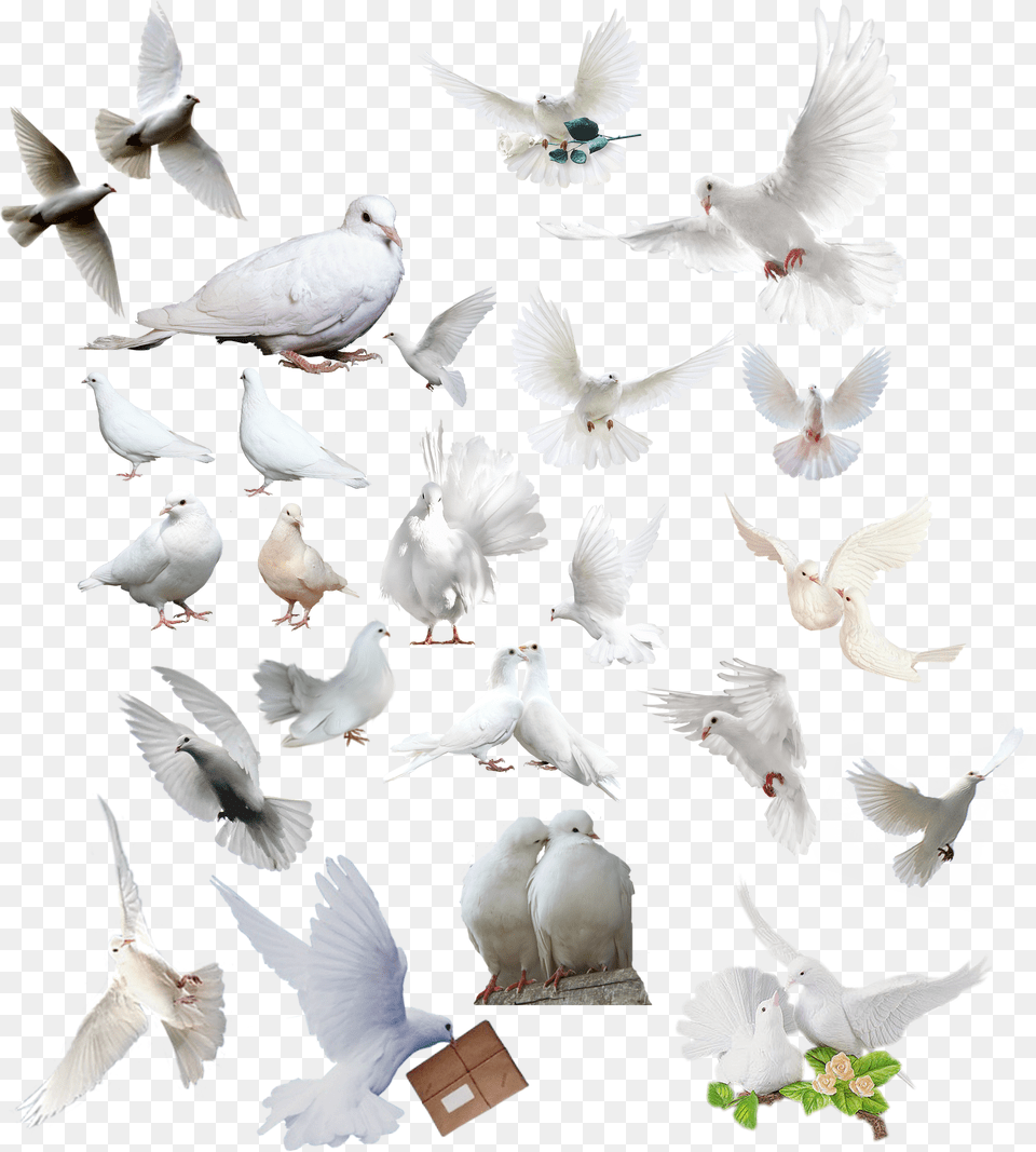 Logo Intro Banner Images Birds For Photoshop Pigeons Free Transparent Png