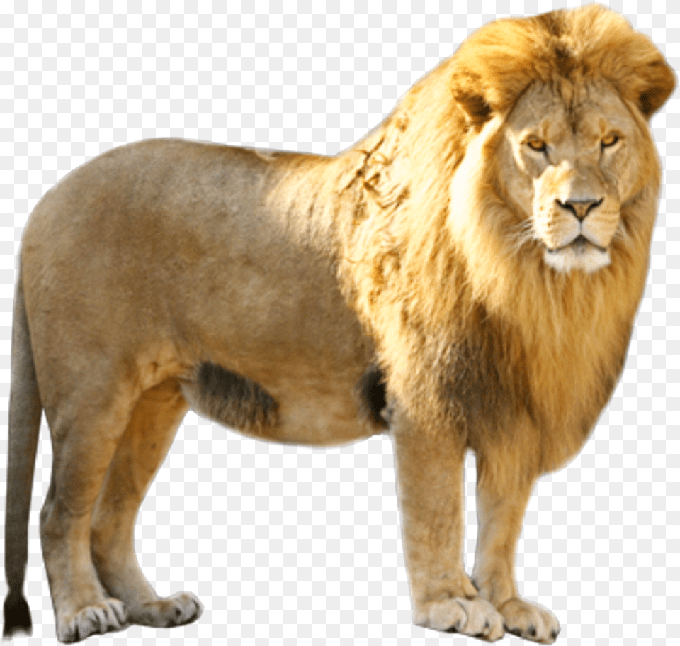 Logo Lion Pmln, Animal, Mammal, Wildlife Free Png Download