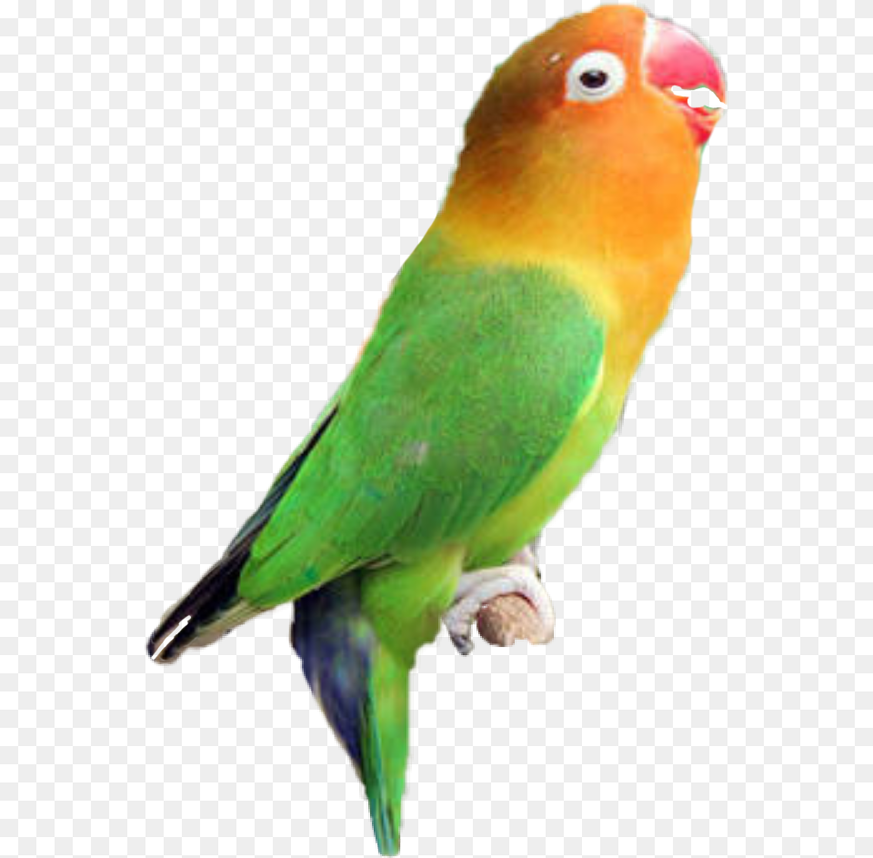 Logo Lovebird Aqsha Makanan Burung Lovebird Yang Bagus, Animal, Bird, Parakeet, Parrot Png