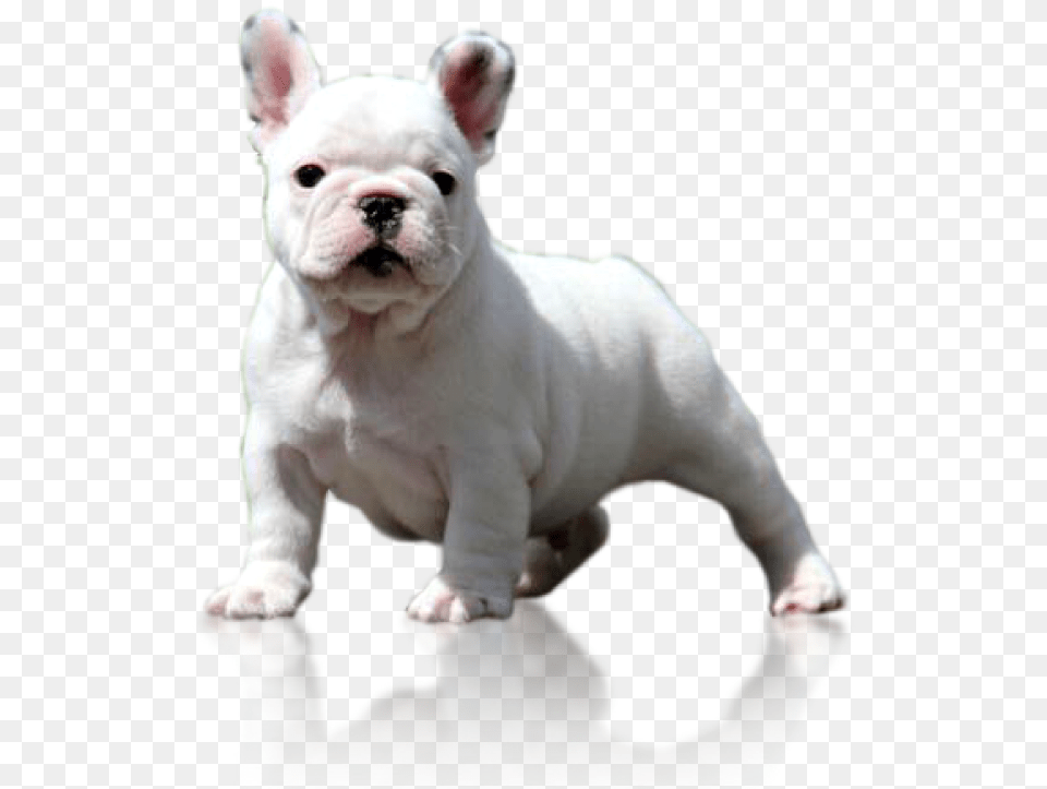 Logo Toy Bulldog, Animal, Canine, Dog, French Bulldog Free Png