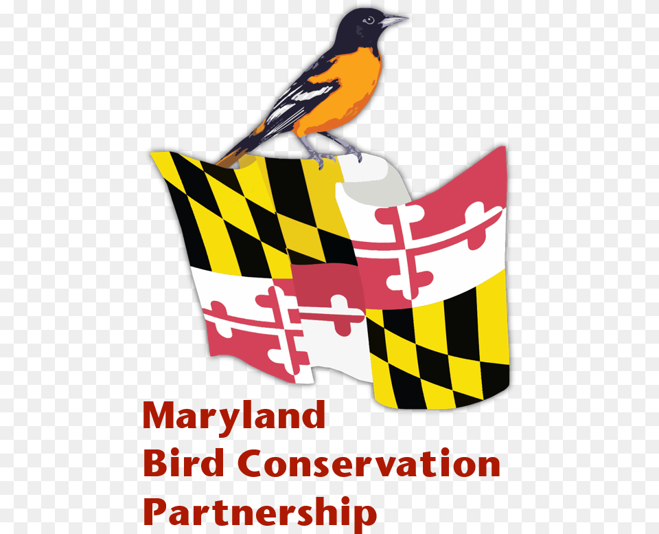 Logo U2014 Maryland Bird Conservation Partnership Maryland State Flag, Advertisement, Animal, Blackbird, Poster Png