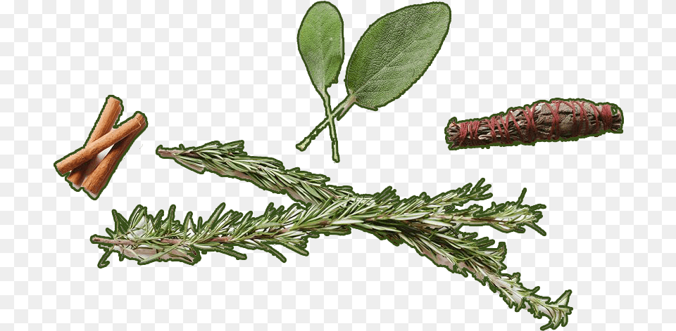 Logs Of Cinnamon Common Sage, Tree, Plant, Leaf, Herbs Free Png Download