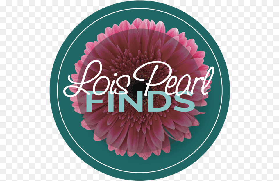 Lois Pearl Quotfindsquot Box Barberton Daisy, Birthday Cake, Food, Flower, Dessert Png Image