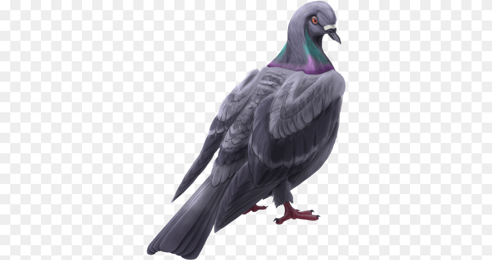 Lol Cms 218 Article Rock Dove, Animal, Bird, Pigeon Png