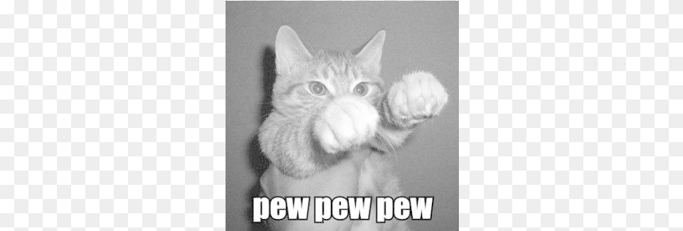 Lolcat 16 Bit Pew Pew Pew, Animal, Cat, Kitten, Mammal Free Transparent Png