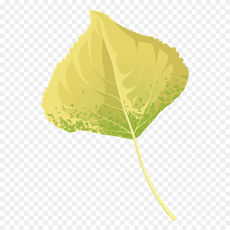 Lombardy Poplar Autumn Leaf Clipart, Plant, Oak, Sycamore, Tree Png Image