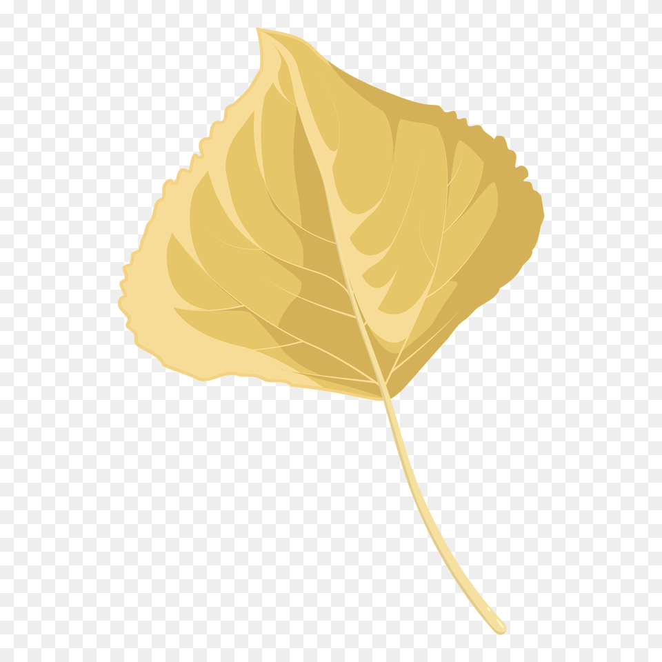 Lombardy Poplar Late Autumn Leaf Clipart, Plant, Maple Leaf, Tree, Flower Png