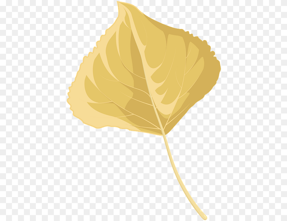 Lombardy Poplar Late Autumn Leaf Clipart Beech, Plant Free Png Download