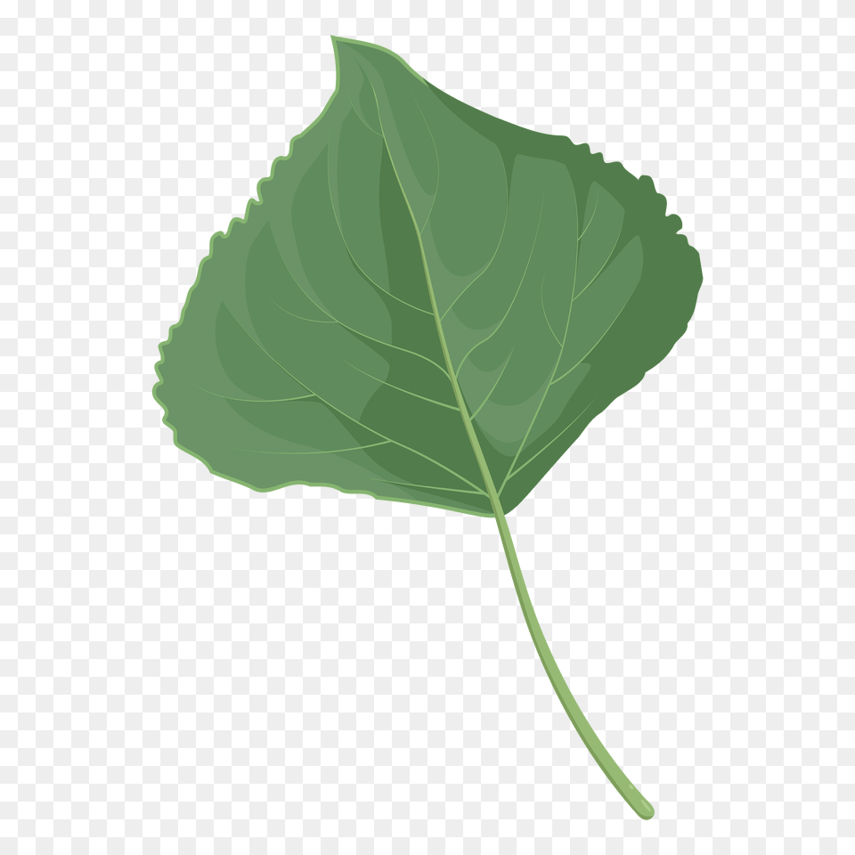 Lombardy Poplar Summer Leaf Clipart, Plant, Oak, Sycamore, Tree Free Png