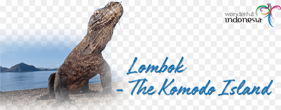 Lombok Island Features Stunning Beaches Komodo Dragon, Animal, Lizard, Reptile Free Png