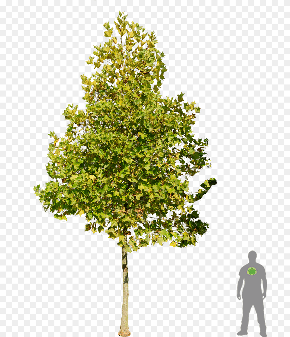London Plane Tree, Oak, Sycamore, Maple, Plant Png Image