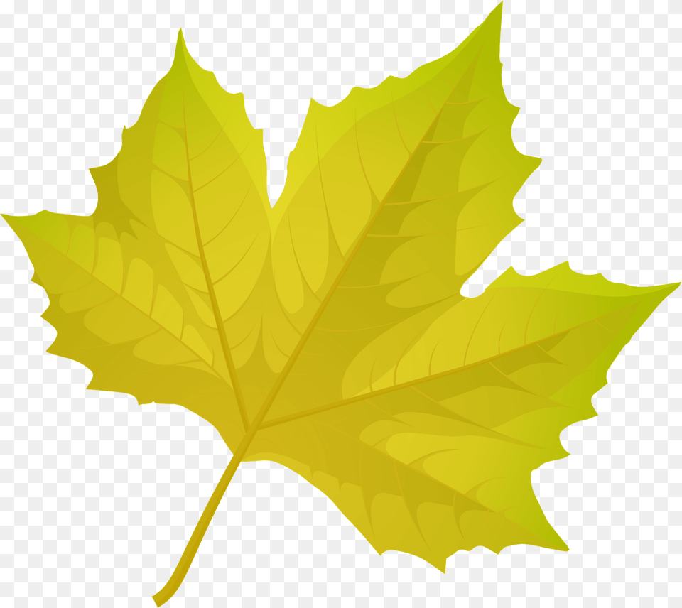 London Plane Tree Autumn Leaf Clipart, Plant, Maple Leaf Png Image