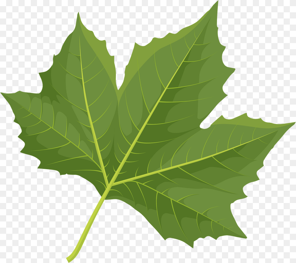 London Plane Tree Green Leaf Clipart Download London Plane Tree Leaf Silhouette, Plant, Maple Leaf, Person, Maple Free Png