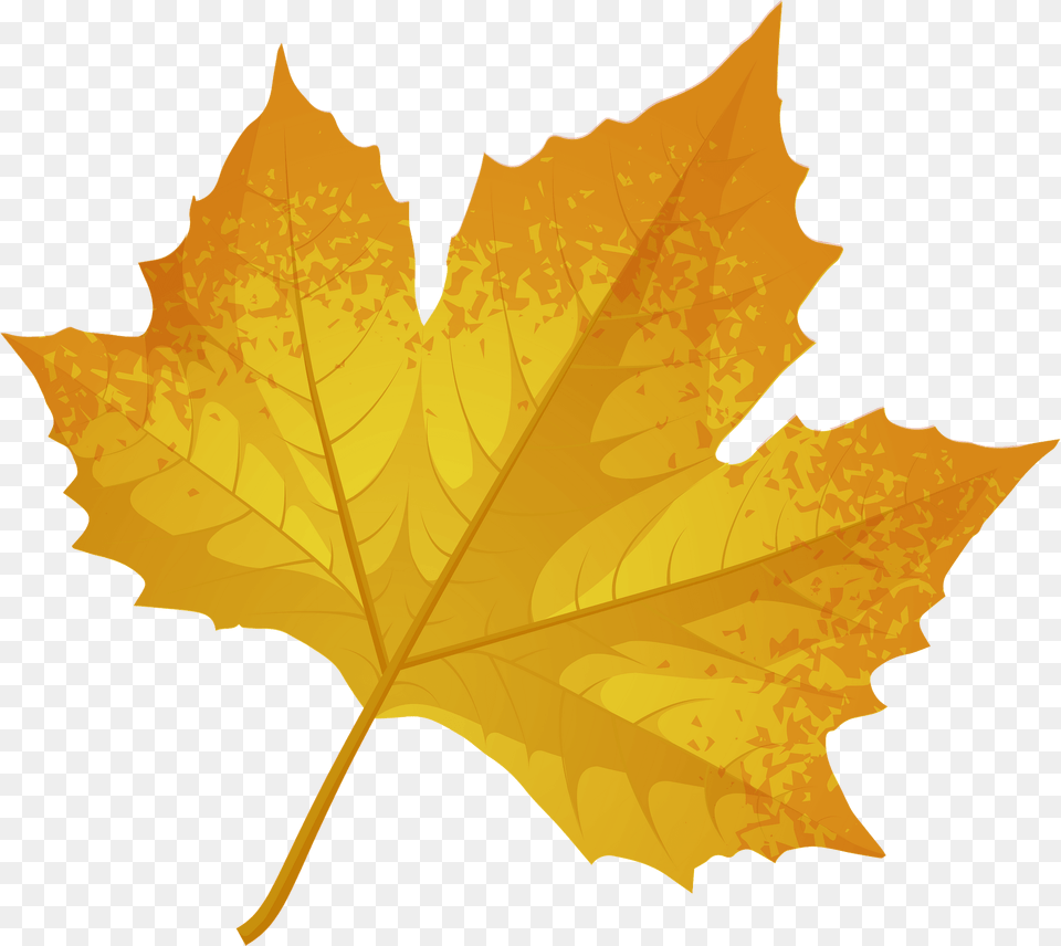 London Plane Tree Late Autumn Leaf Clipart, Plant, Maple Leaf Free Png