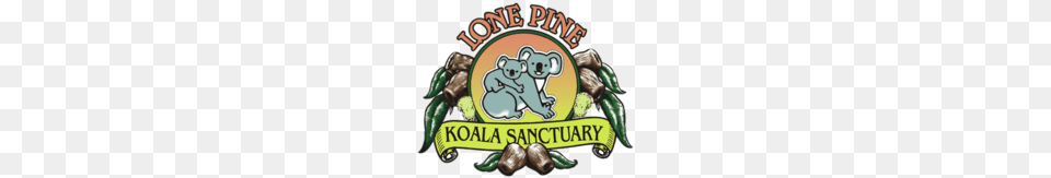 Lone Pine Koala Sanctuary, Animal, Zoo, Bear, Mammal Free Transparent Png