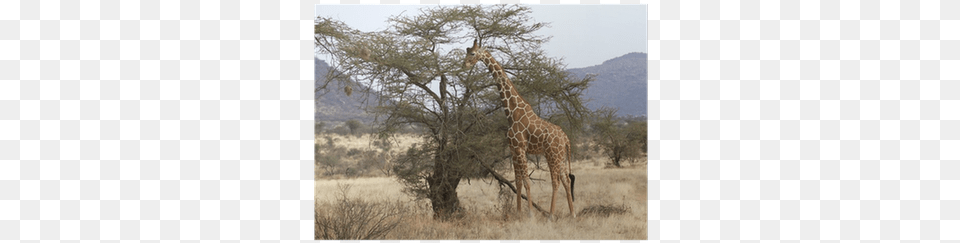 Lone Reticulated Giraffe Browsing From An Acacia Tree Acacia, Field, Grassland, Nature, Outdoors Free Png Download