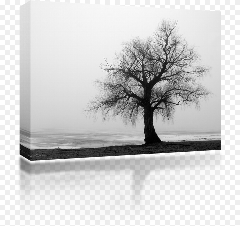 Lonely Winter Tree Hold On To The Love Not The Loss, Plant, Tree Trunk, Outdoors, Nature Free Png