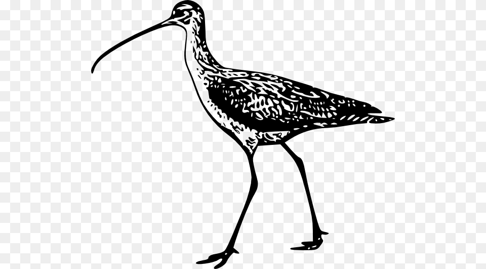 Long Beak Clipart, Animal, Bird, Crane Bird, Waterfowl Free Png