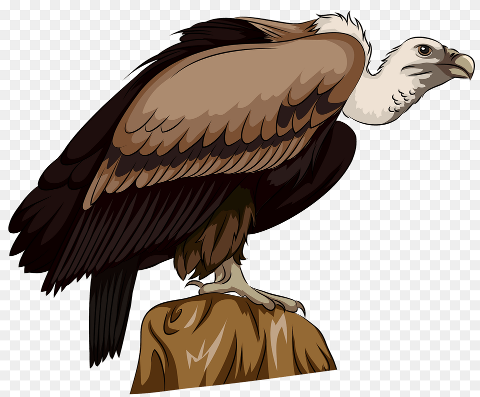 Long Billed Indian Vulture Clipart, Animal, Bird, Condor, Adult Png Image