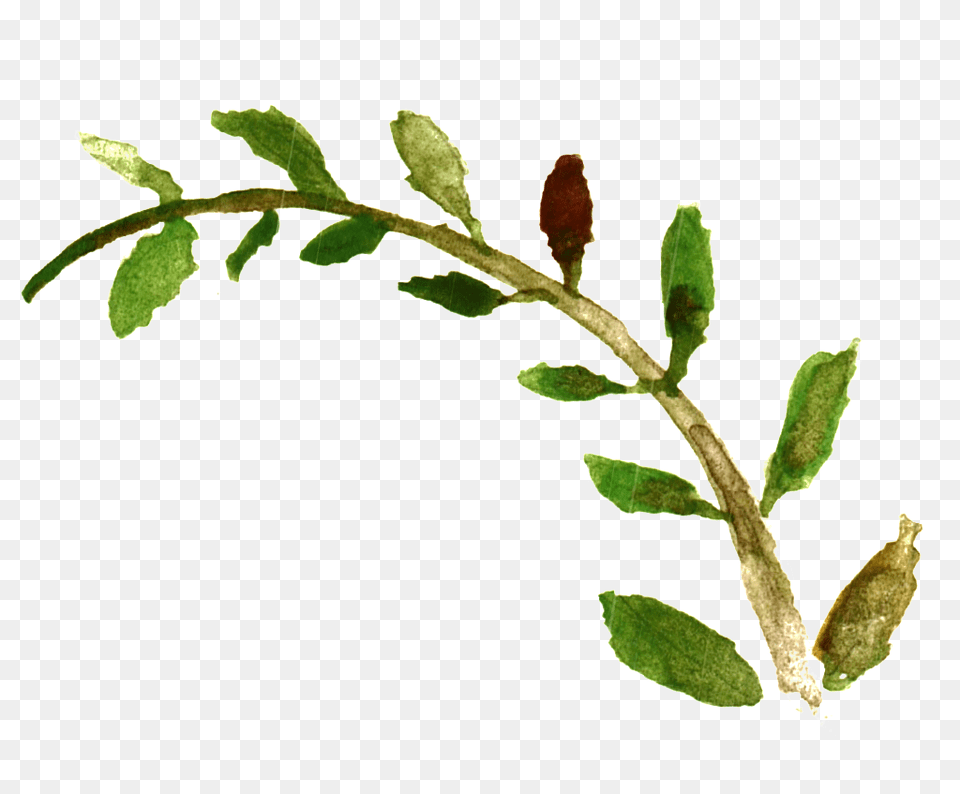 Long Branches And Leaves Transparent Decorative, Leaf, Plant, Herbal, Herbs Free Png Download