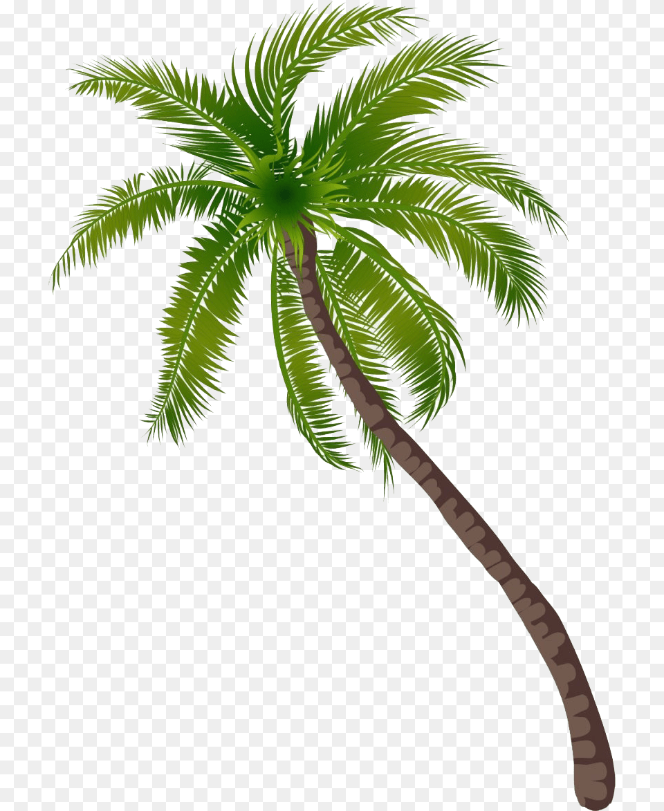 Long Coconut Tree File Background Coconut Tree, Palm Tree, Plant, Food, Fruit Png
