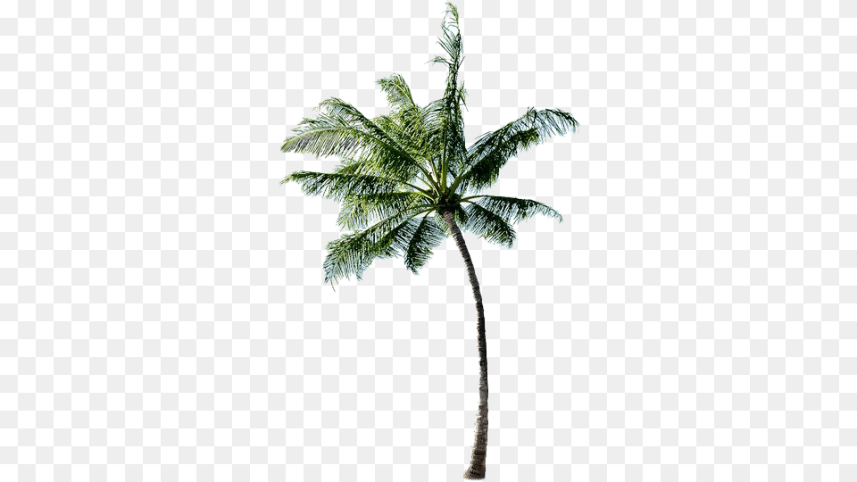 Long Coconut Tree All Beach With Coconut Tree, Leaf, Palm Tree, Plant, Fern Free Transparent Png