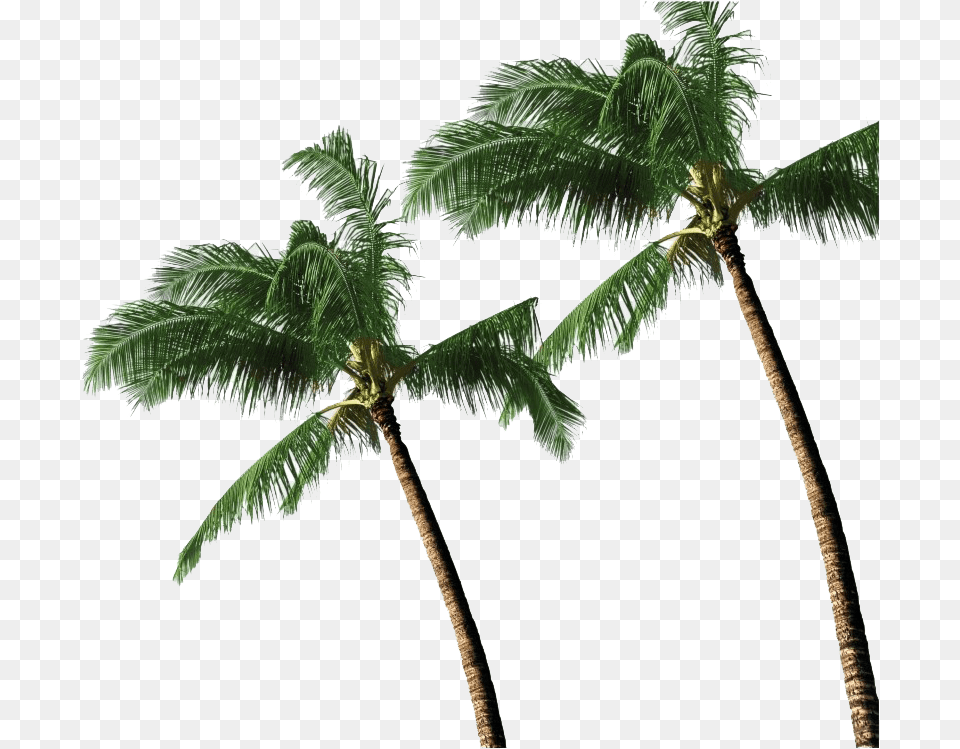 Long Coconut Tree Transparent 3d Coconut Tree, Leaf, Palm Tree, Plant, Vegetation Free Png