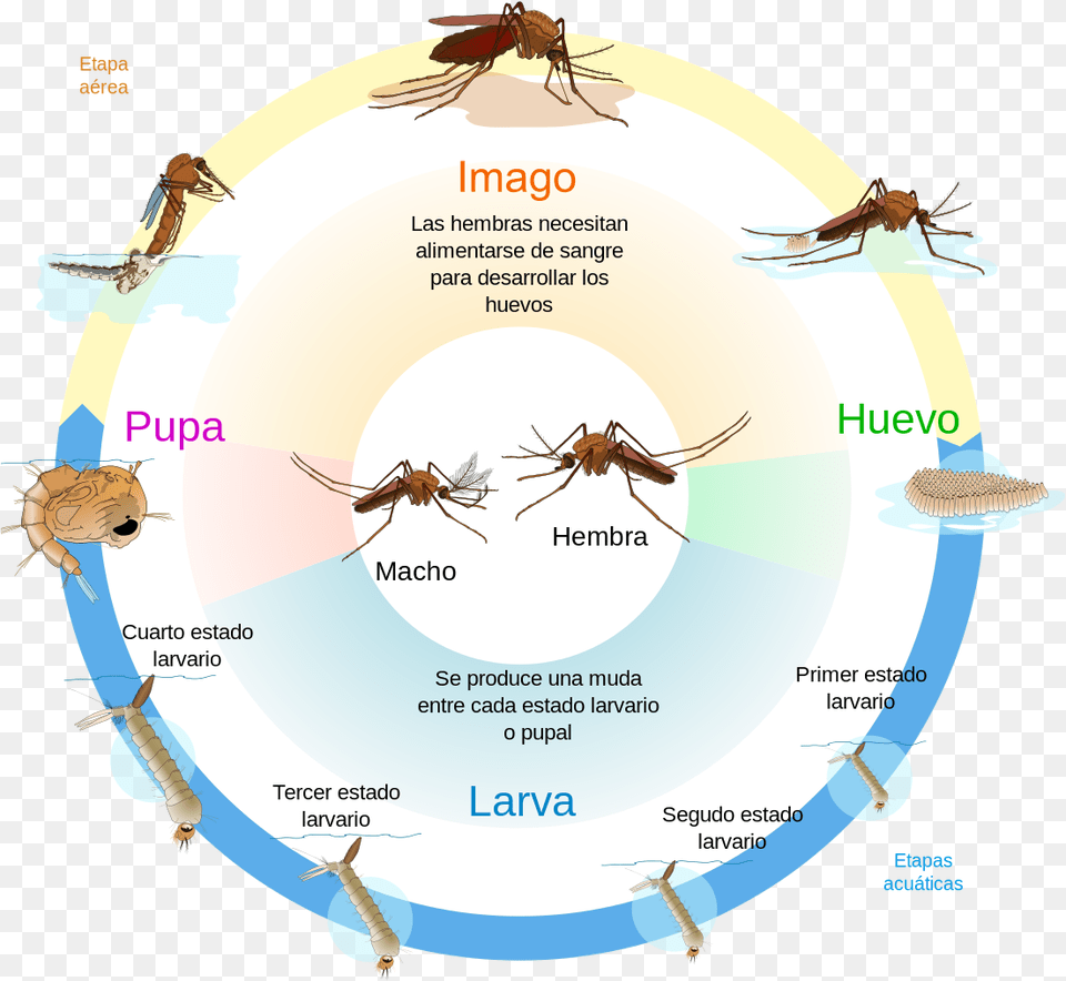 Long Does A Mosquito Live, Animal, Insect, Invertebrate, Bee Free Png