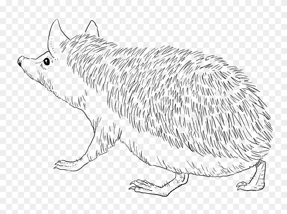 Long Eared Hedgehog Clipart, Animal, Mammal, Rat, Rodent Free Png
