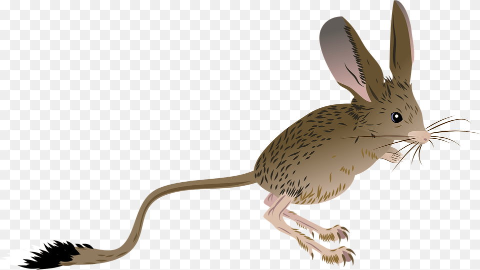 Long Eared Jerboa Clipart, Animal, Mammal, Rodent, Fish Free Transparent Png