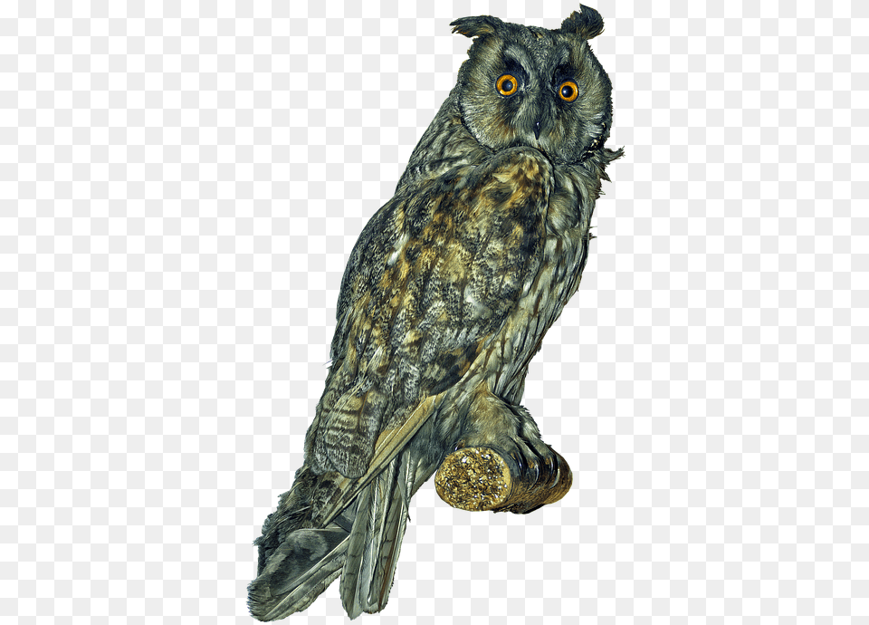 Long Eared Owl, Animal, Bird Png Image