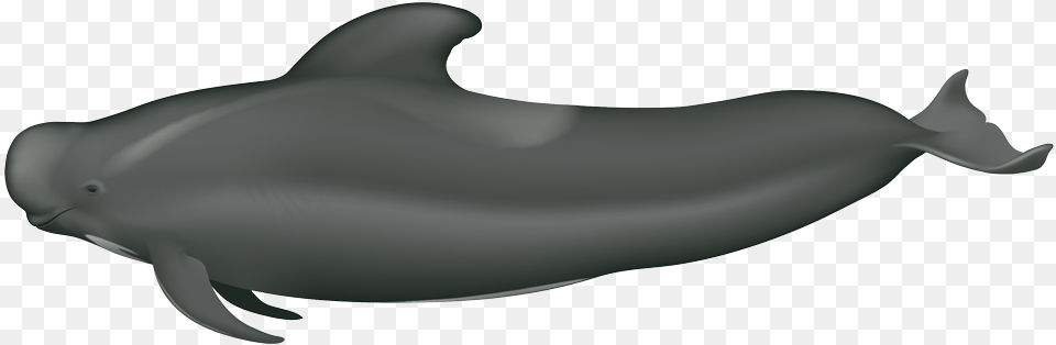 Long Finned Short Finned Pilot Whale, Animal, Dolphin, Mammal, Sea Life Free Png