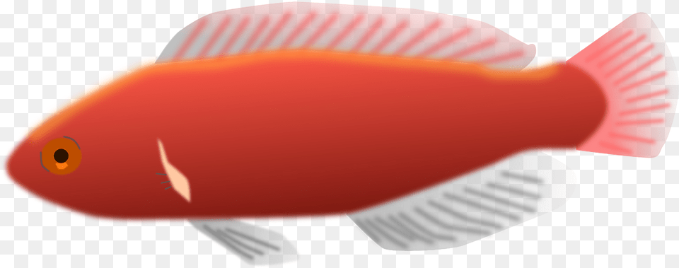 Long Fish Clip Art, Animal, Sea Life, Goldfish Png Image