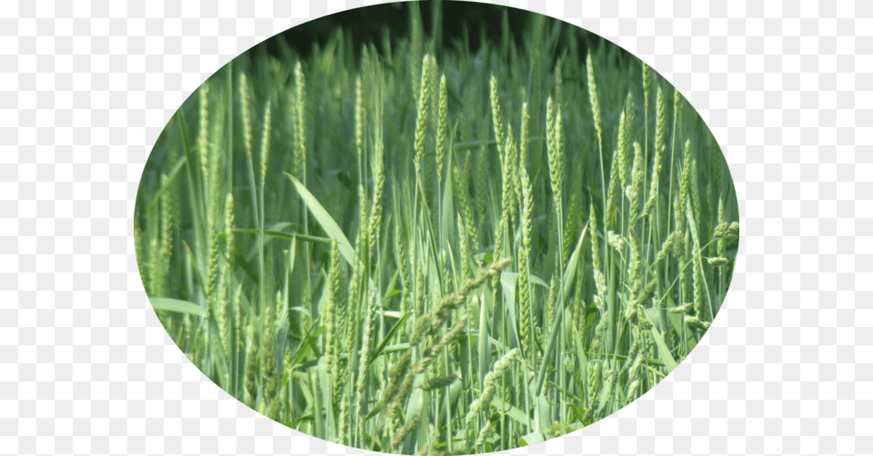 Long Grass, Plant, Vegetation, Agropyron, Food Free Transparent Png