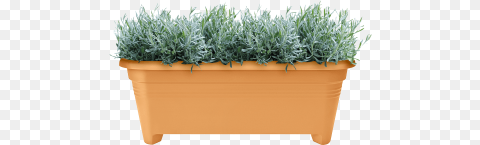 Long Grass, Jar, Plant, Planter, Potted Plant Png Image
