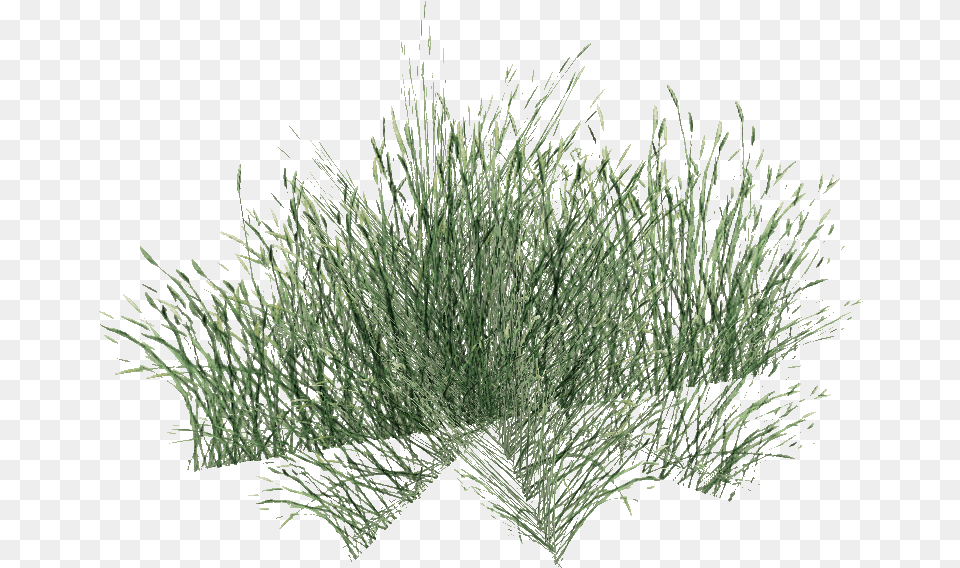 Long Grass, Plant, Vegetation, Agropyron Free Transparent Png