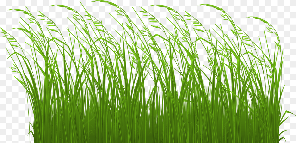Long Grass Clip Art, Aquatic, Green, Plant, Vegetation Free Transparent Png